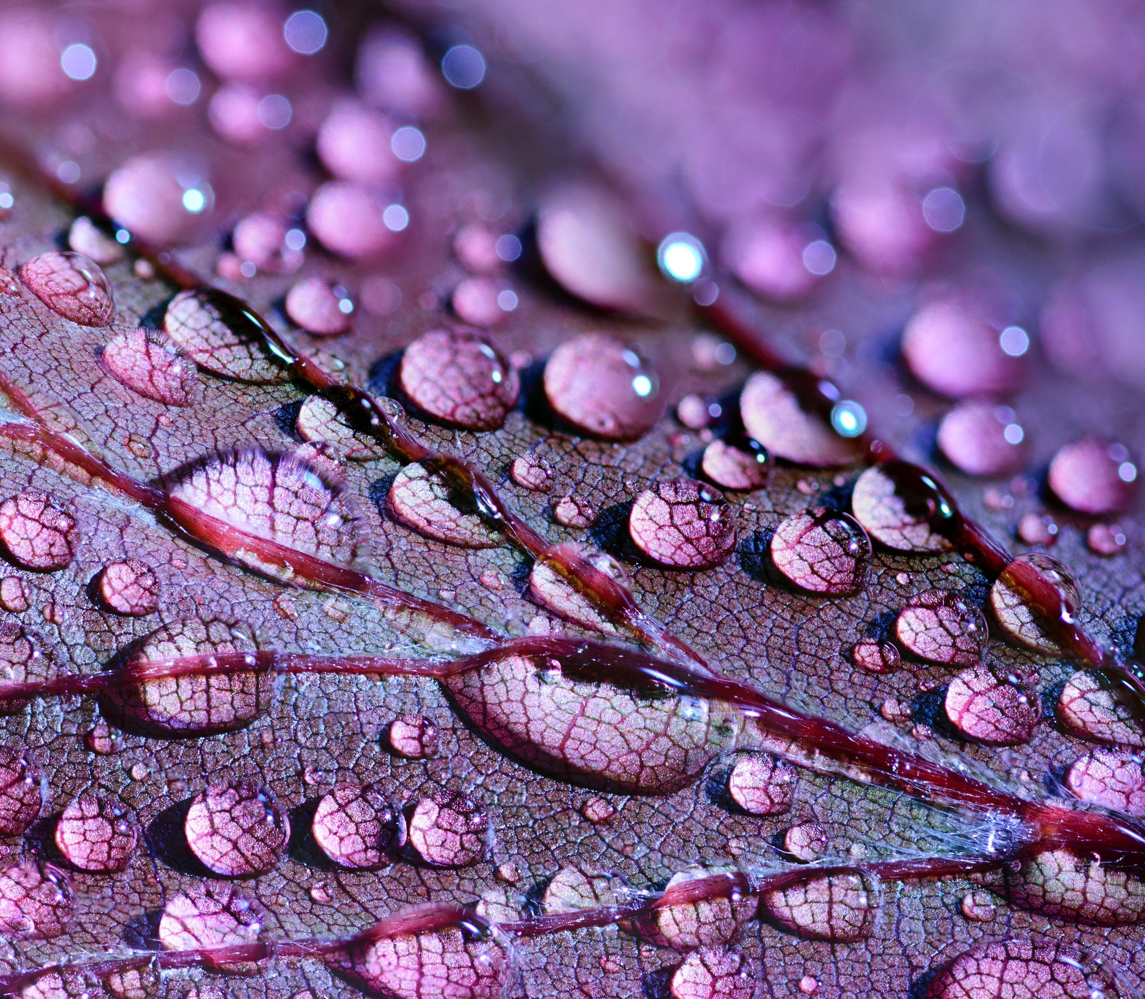 Purple Rain Products